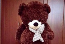 Gấu bông teddy