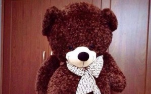 Gấu bông teddy